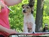  - London, meilleur Jack Russell Terrier de la Régionale d'Elevage !