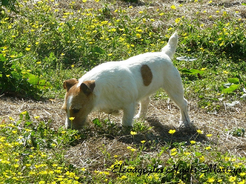 Hanoï des Hauts-Marizys