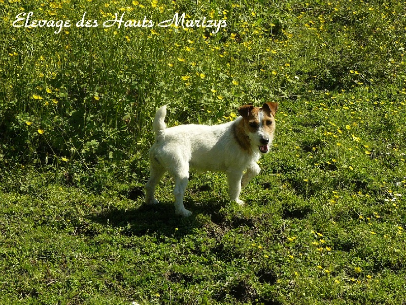 Hanoï des Hauts-Marizys