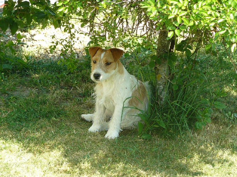 Frisbee des Hauts-Marizys