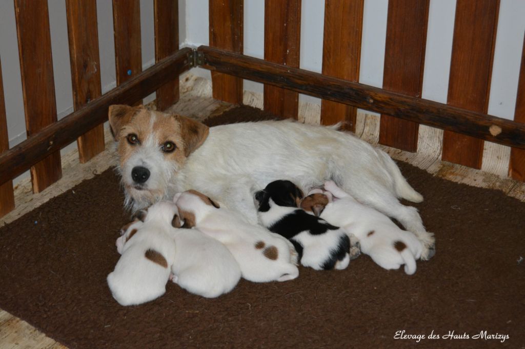 des Hauts-Marizys - Jack Russell Terrier - Portée née le 29/07/2018