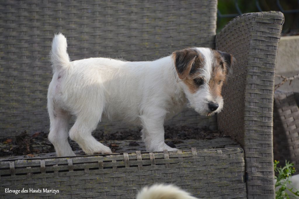 des Hauts-Marizys - Chiot disponible  - Jack Russell Terrier