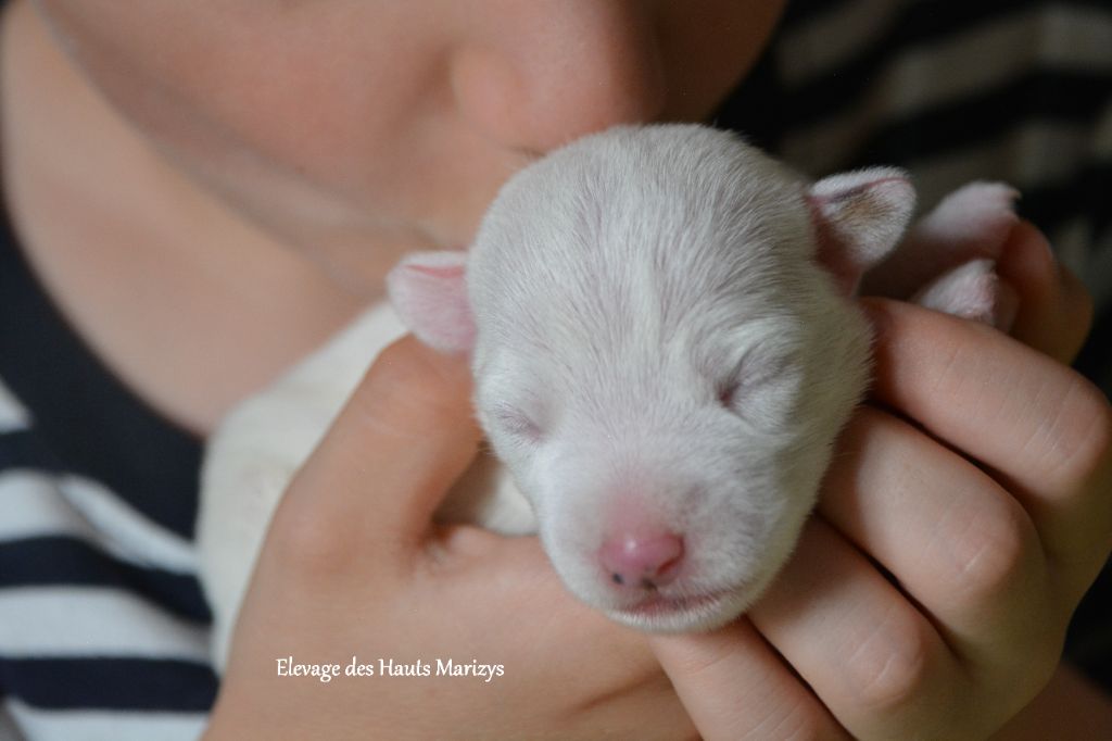 chiot Jack Russell Terrier des Hauts-Marizys