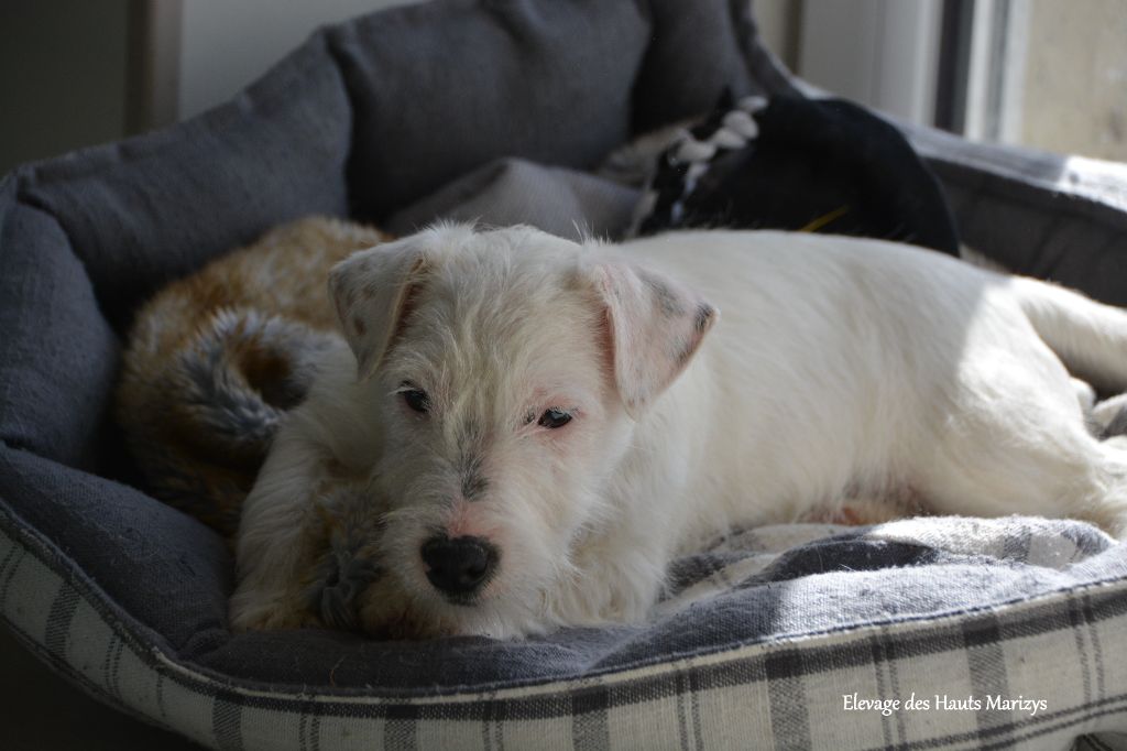 chiot Jack Russell Terrier des Hauts-Marizys