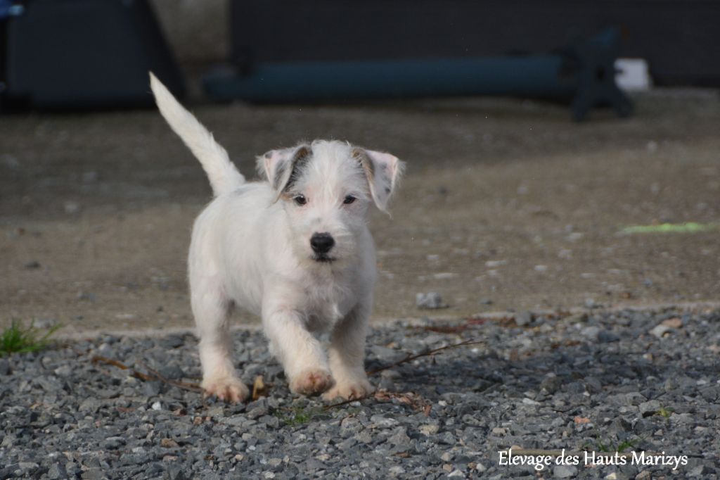 des Hauts-Marizys - Chiot disponible  - Jack Russell Terrier