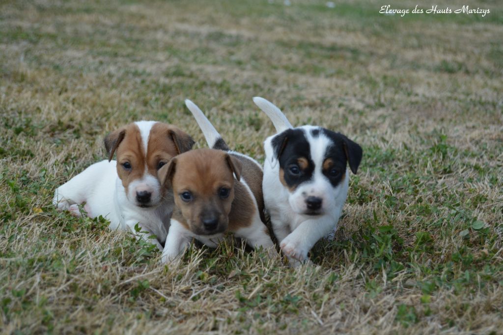 des Hauts-Marizys - Jack Russell Terrier - Portée née le 24/07/2018