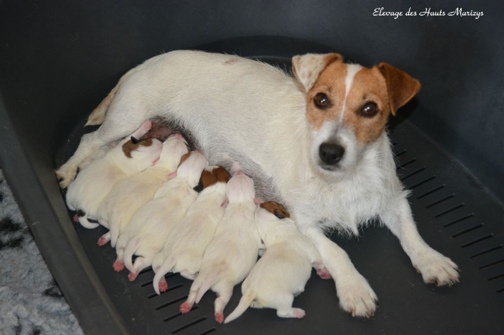 des Hauts-Marizys - Jack Russell Terrier - Portée née le 13/09/2019