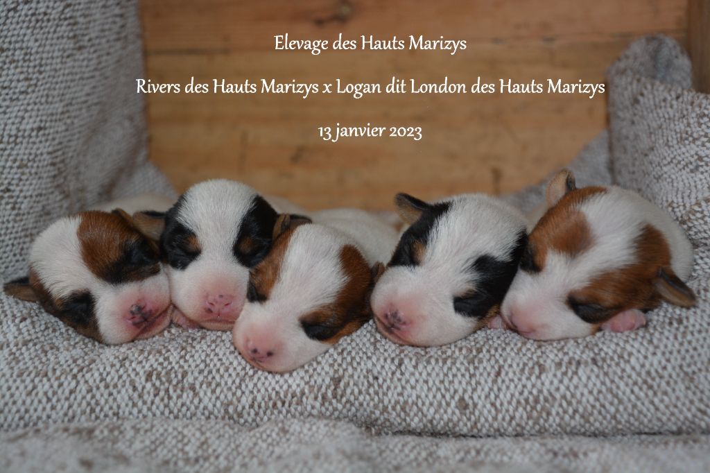 chiot Jack Russell Terrier des Hauts-Marizys