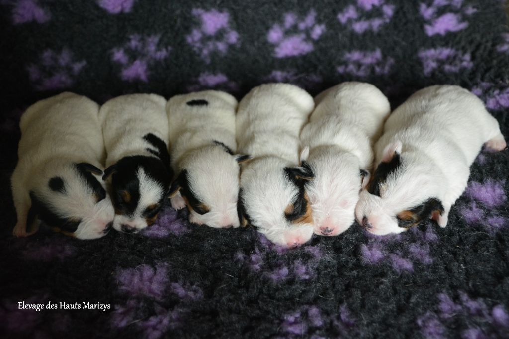 chiot Jack Russell Terrier des Hauts-Marizys