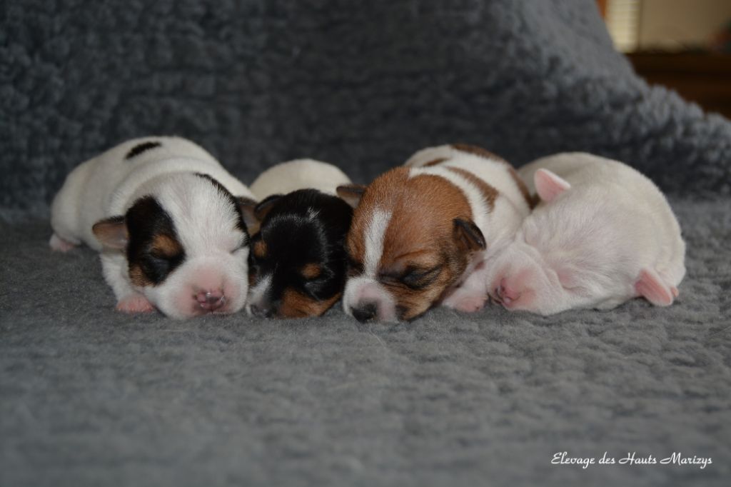 des Hauts-Marizys - Jack Russell Terrier - Portée née le 23/09/2019