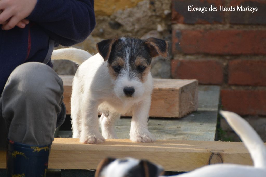 des Hauts-Marizys - Chiot disponible  - Jack Russell Terrier