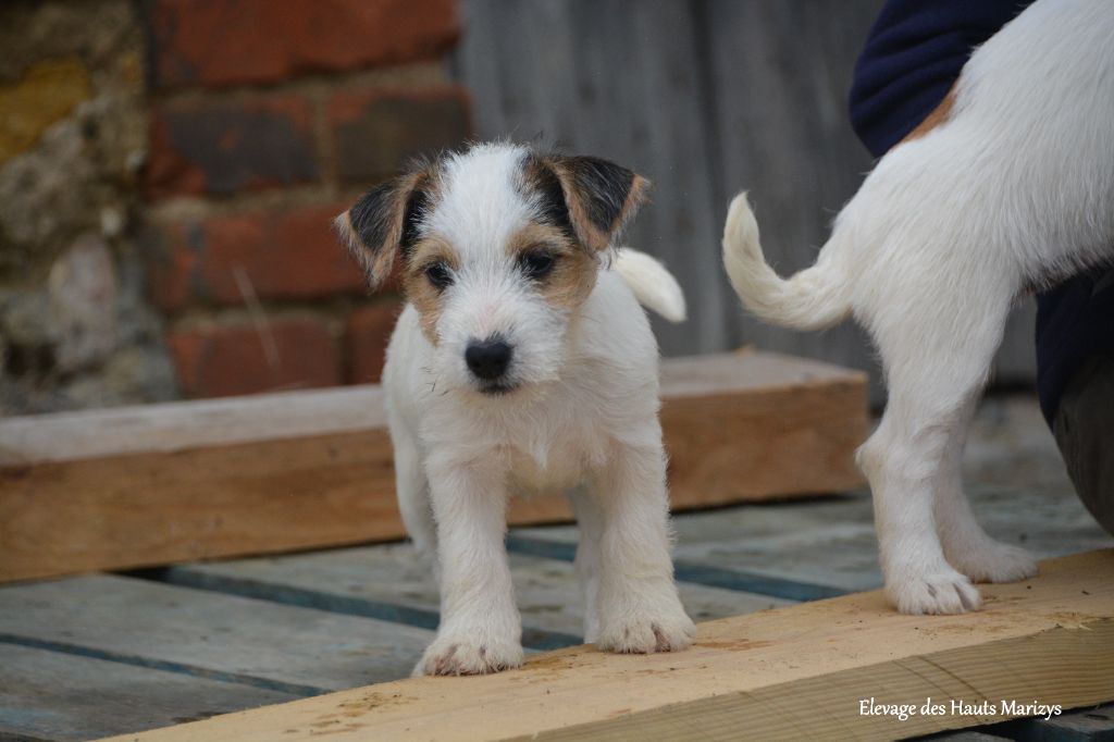 des Hauts-Marizys - Chiot disponible  - Jack Russell Terrier