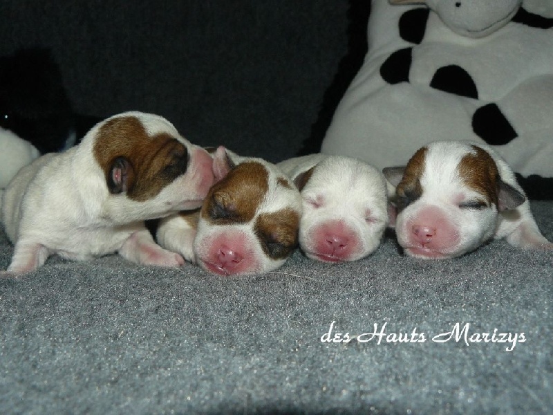 des Hauts-Marizys - Jack Russell Terrier - Portée née le 23/02/2013