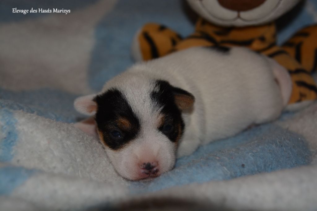 chiot Jack Russell Terrier des Hauts-Marizys