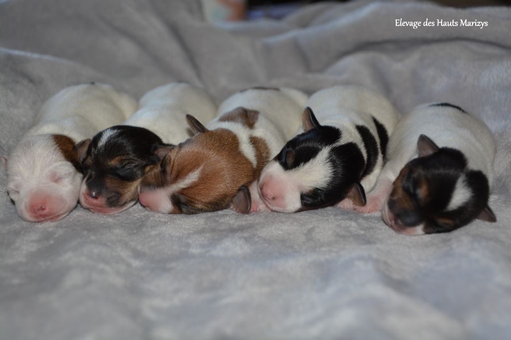 chiot Jack Russell Terrier des Hauts-Marizys