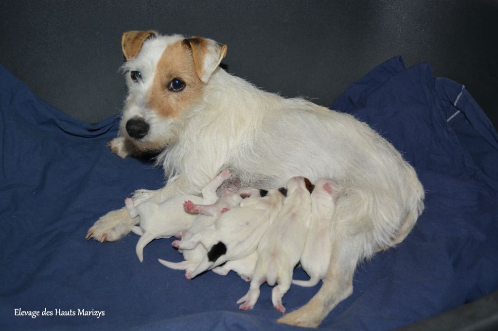 des Hauts-Marizys - Jack Russell Terrier - Portée née le 30/04/2020