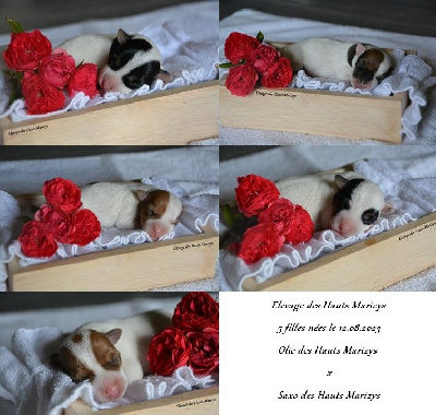des Hauts-Marizys - Jack Russell Terrier - Portée née le 12/08/2023