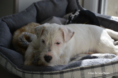 des Hauts-Marizys - Jack Russell Terrier - Portée née le 28/11/2022