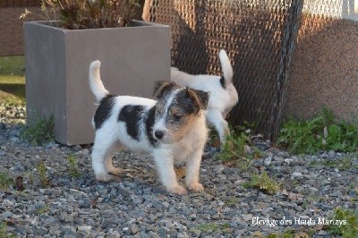 des Hauts-Marizys - Jack Russell Terrier - Portée née le 26/10/2021