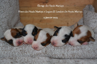 des Hauts-Marizys - Jack Russell Terrier - Portée née le 13/01/2023