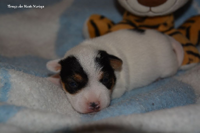 des Hauts-Marizys - Jack Russell Terrier - Portée née le 16/05/2022