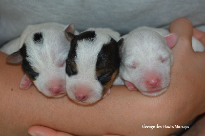 des Hauts-Marizys - Jack Russell Terrier - Portée née le 31/08/2023