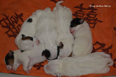 des Hauts-Marizys - Jack Russell Terrier - Portée née le 27/08/2024