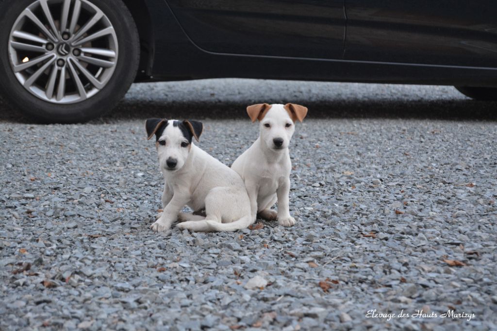 des Hauts-Marizys - Jack Russell Terrier - Portée née le 07/05/2018