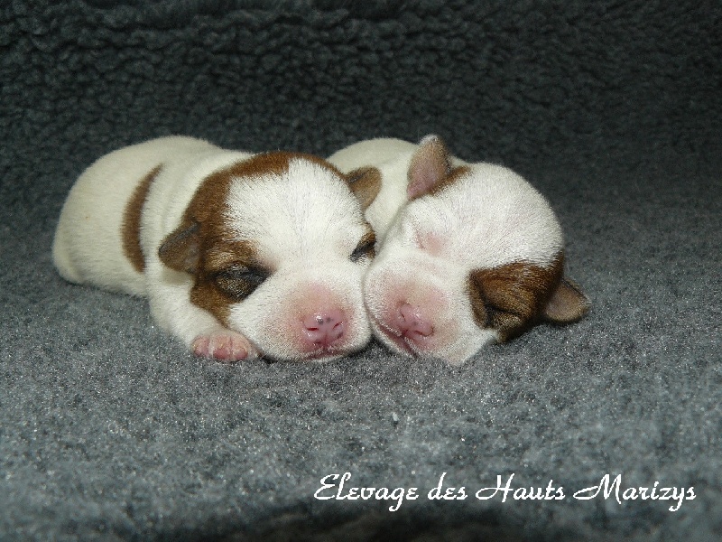 des Hauts-Marizys - Jack Russell Terrier - Portée née le 23/02/2014