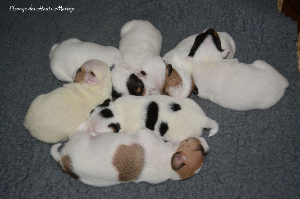 des Hauts-Marizys - Jack Russell Terrier - Portée née le 09/07/2019