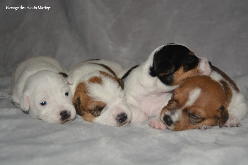 des Hauts-Marizys - Jack Russell Terrier - Portée née le 12/11/2020