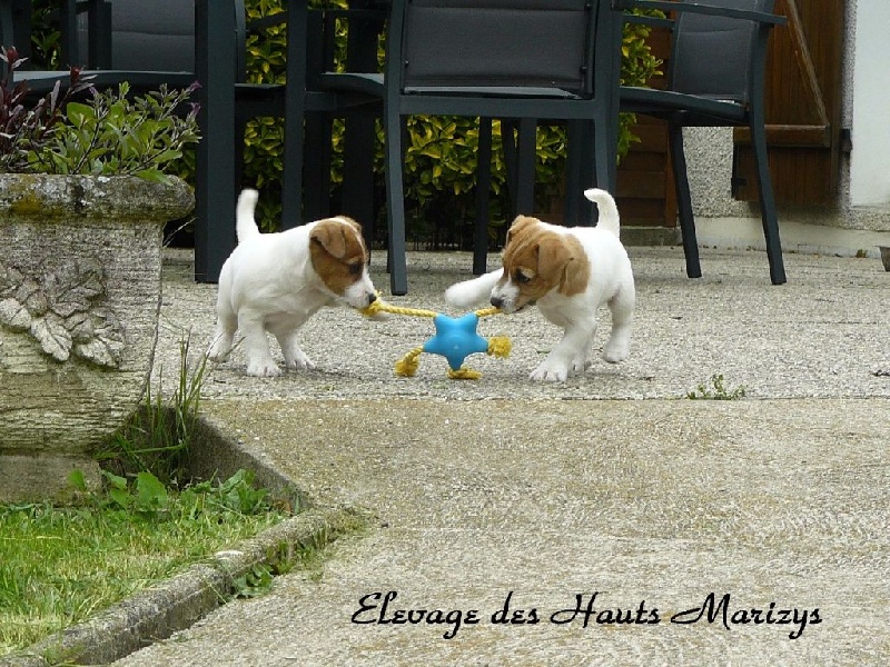 des Hauts-Marizys - Jack Russell Terrier - Portée née le 27/03/2013