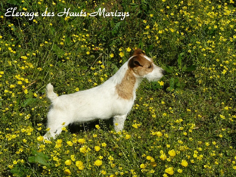 Hanoï des Hauts-Marizys