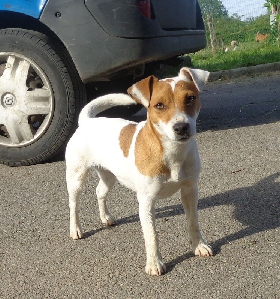 Idefixe des Hauts-Marizys