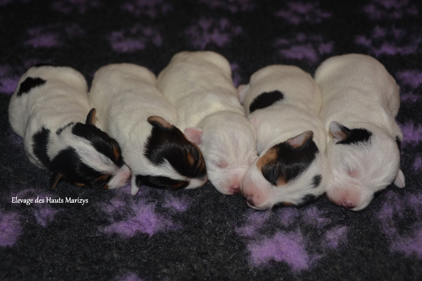 Chiots disponibles à la réservation