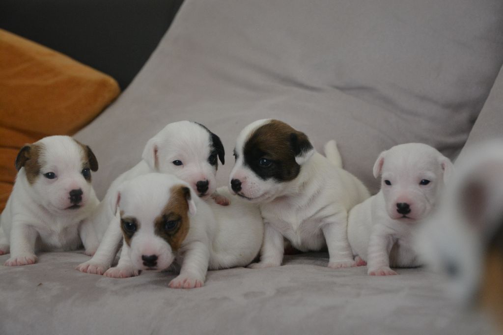 Chiots disponibles à la réservation