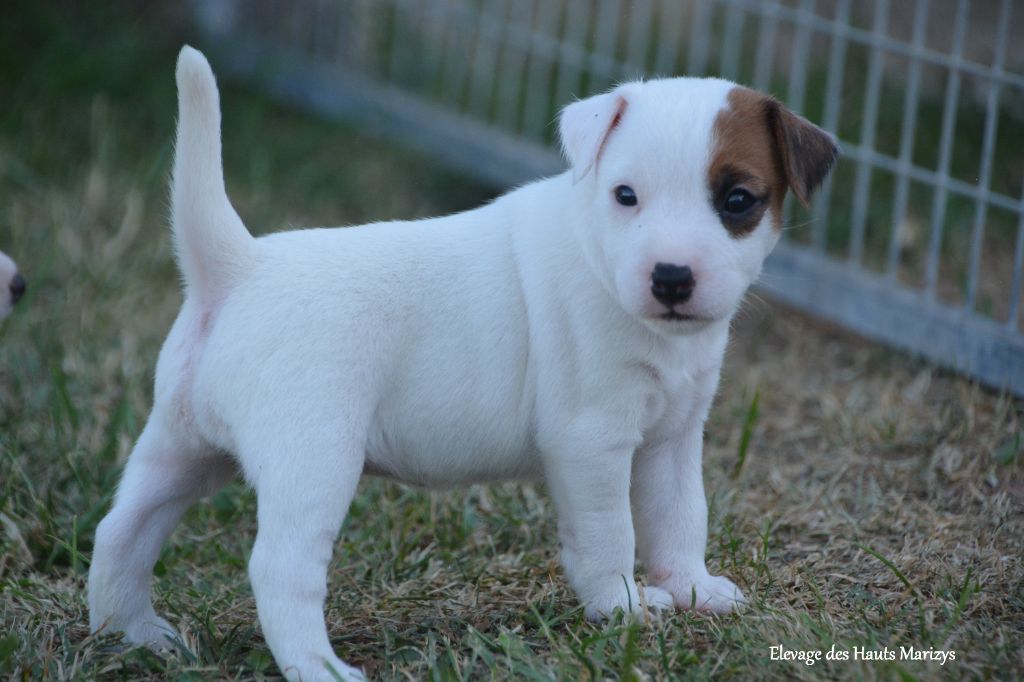 Chiots disponibles à la réservation