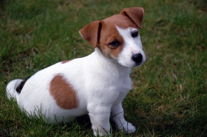 Les chiots chez leurs nouveaux maîtres! Merci aux propriétaires