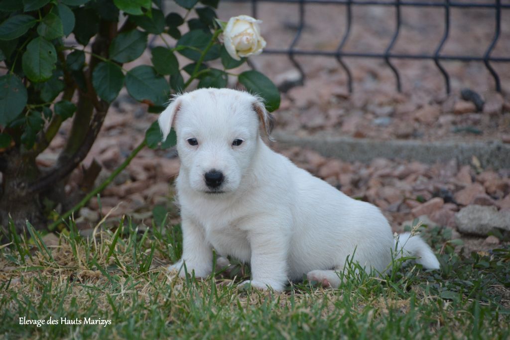 des Hauts-Marizys - Chiots disponibles - Jack Russell Terrier