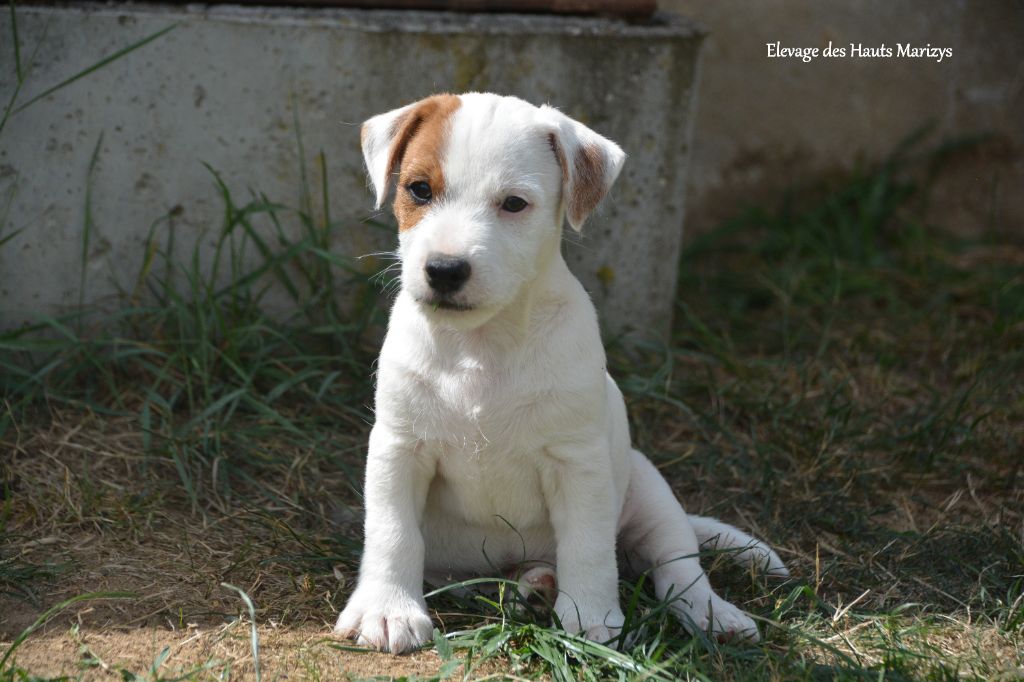 des Hauts-Marizys - Chiots disponibles - Jack Russell Terrier