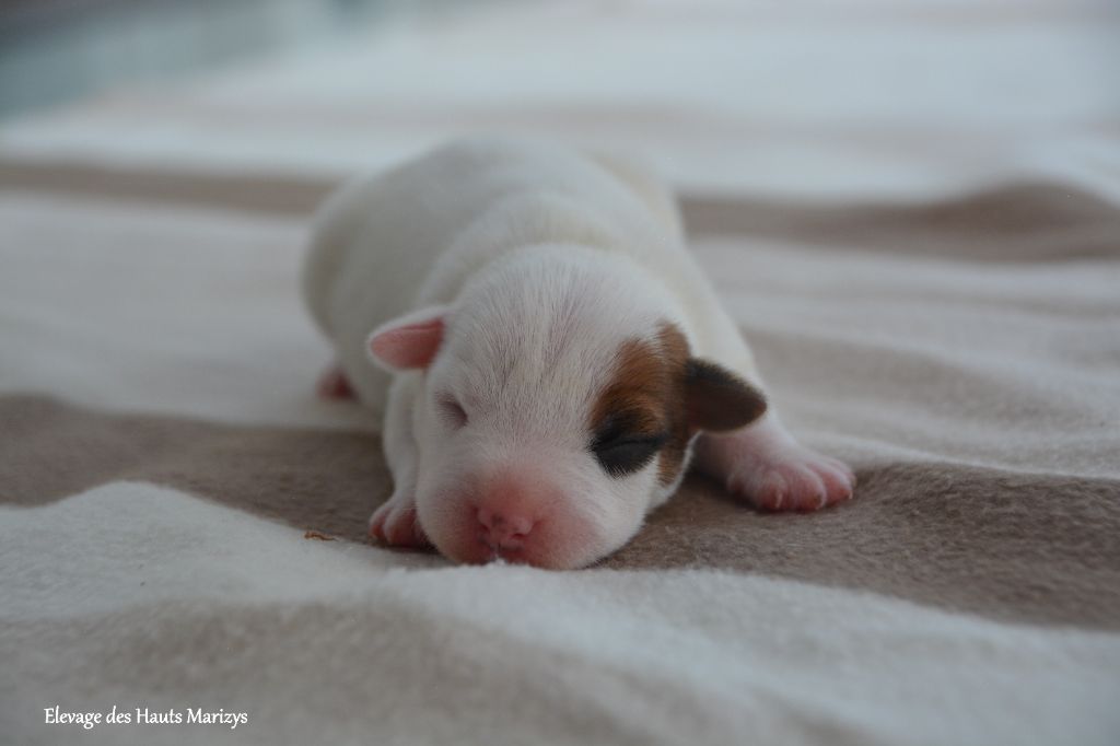des Hauts-Marizys - Chiots disponibles - Jack Russell Terrier