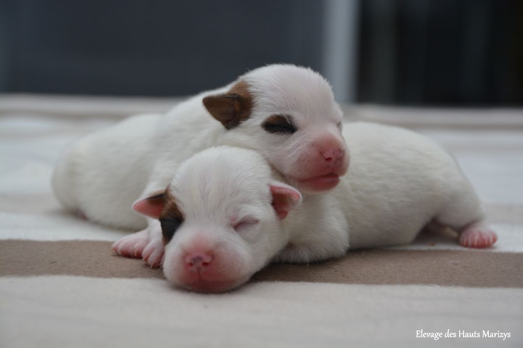 Chiot Jack Russell Terrier des Hauts-Marizys