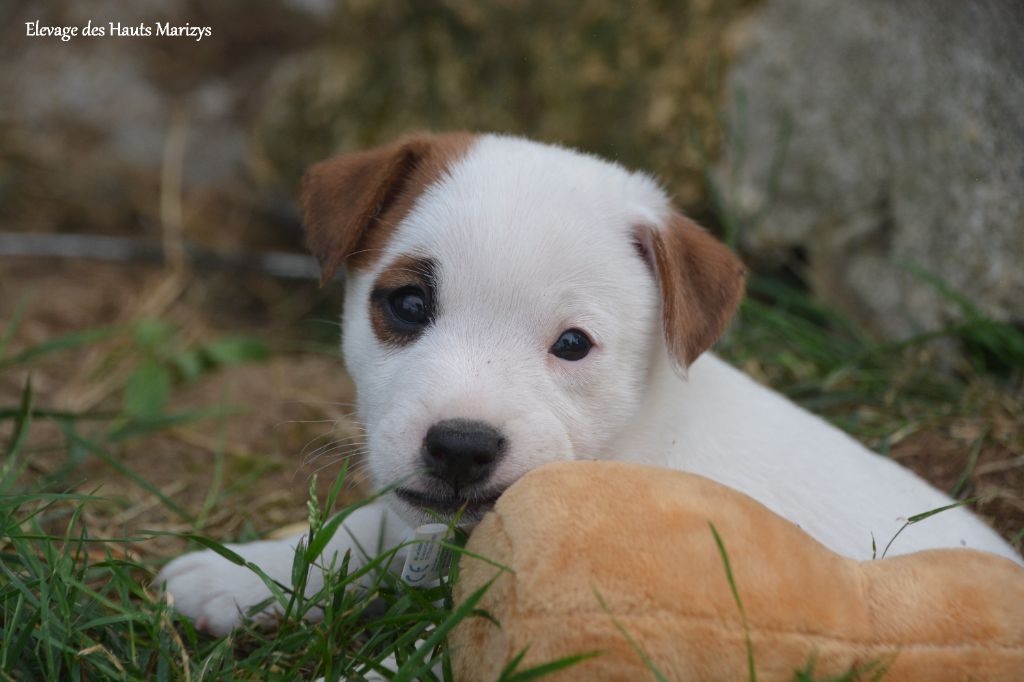 des Hauts-Marizys - Chiots disponibles - Jack Russell Terrier