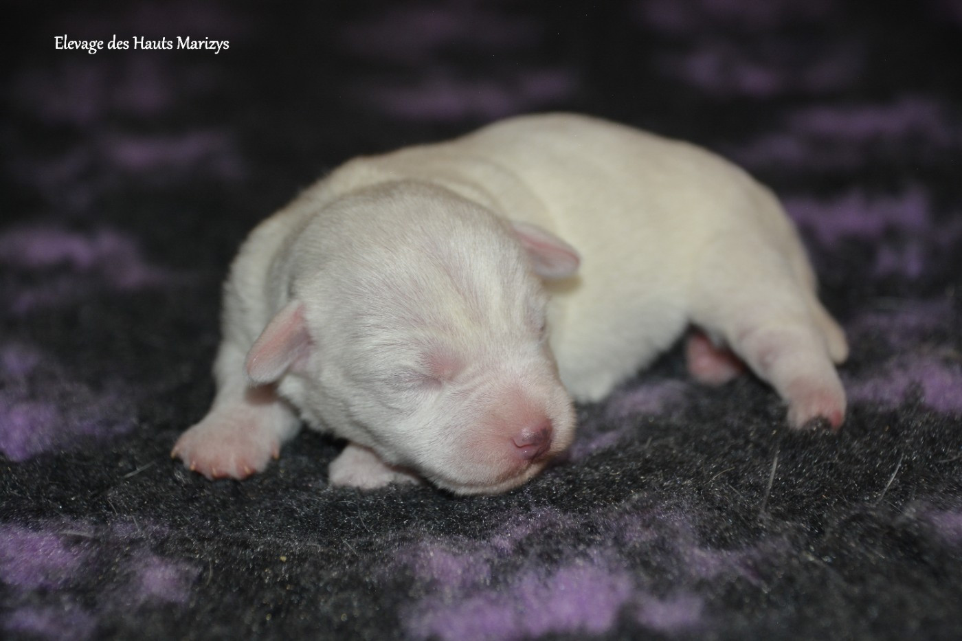 des Hauts-Marizys - Chiots disponibles - Jack Russell Terrier