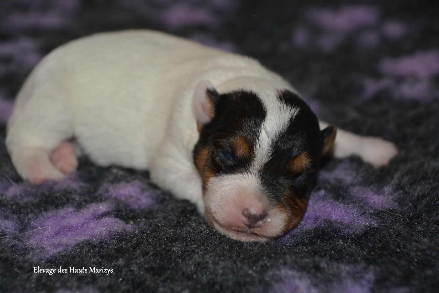 des Hauts-Marizys - Chiots disponibles - Jack Russell Terrier