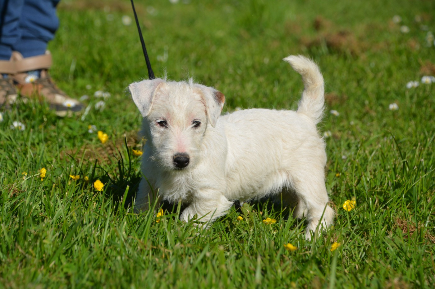des Hauts-Marizys - Chiots disponibles - Jack Russell Terrier