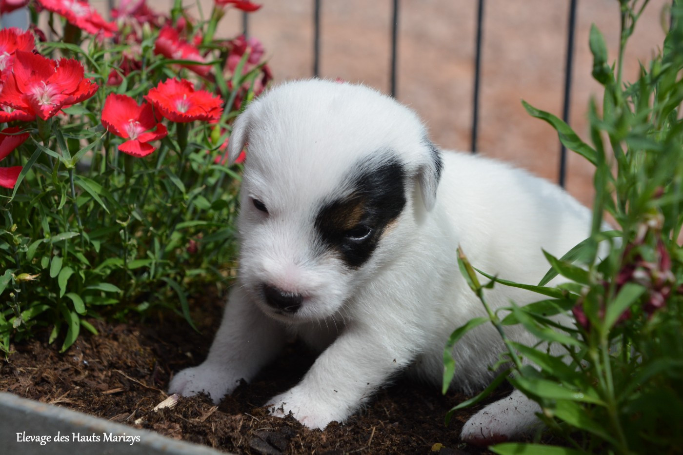des Hauts-Marizys - Chiots disponibles - Jack Russell Terrier
