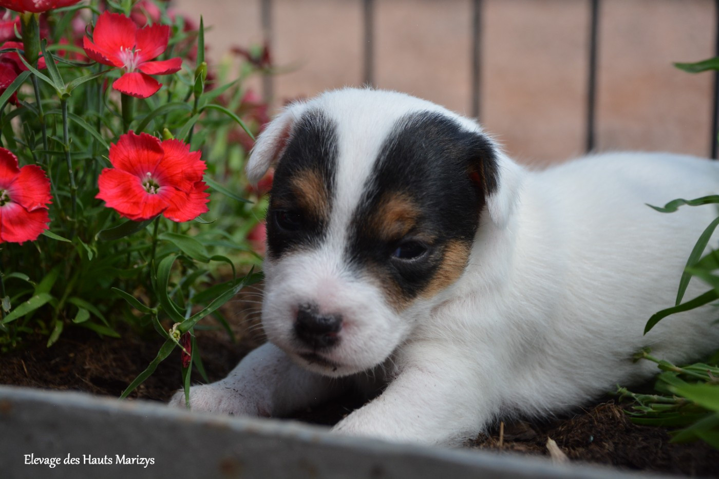des Hauts-Marizys - Chiots disponibles - Jack Russell Terrier