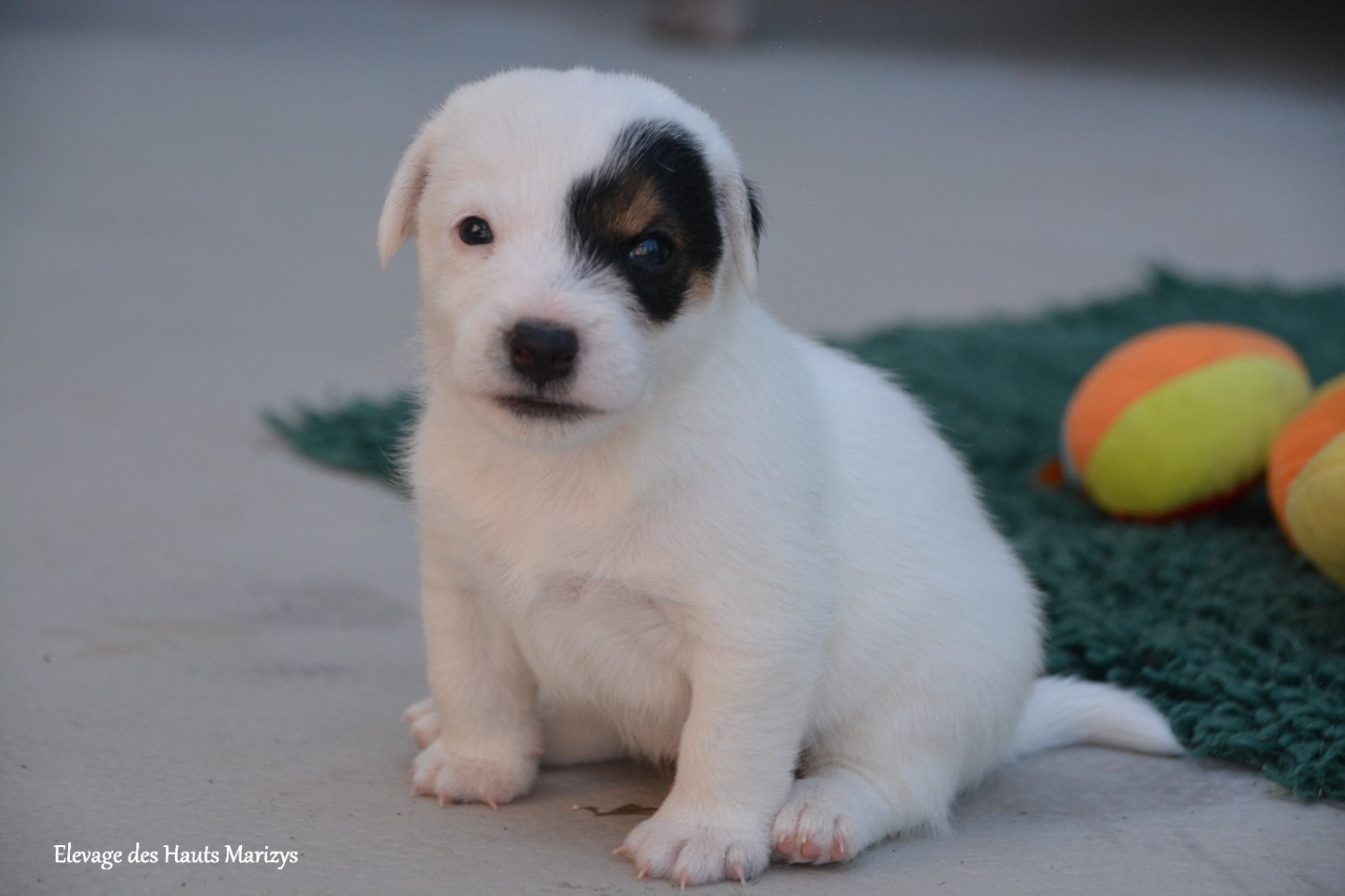 des Hauts-Marizys - Chiots disponibles - Jack Russell Terrier