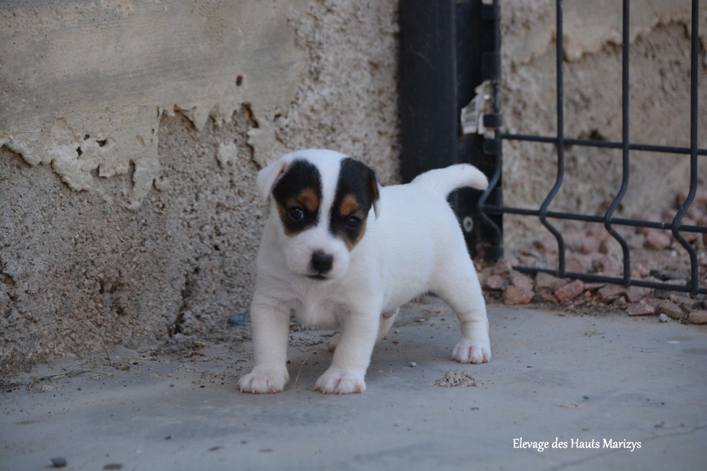 des Hauts-Marizys - Chiots disponibles - Jack Russell Terrier